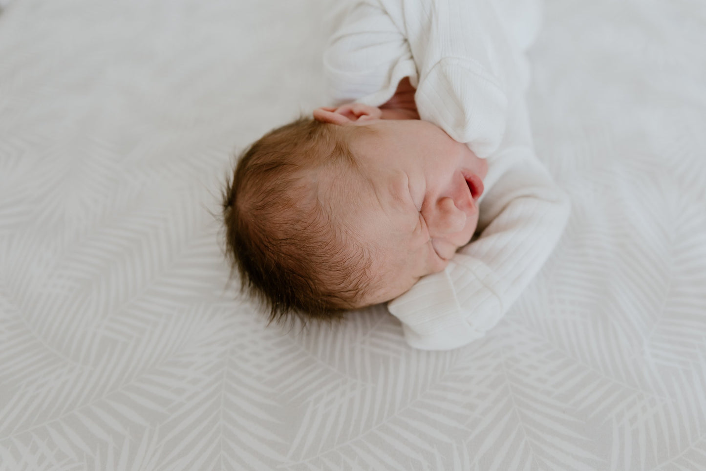 Cotton Jersey Cot Sheet - Palm Breeze